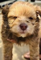 Pomsky Puppies for sale in Whittier, CA 90604, USA. price: $800