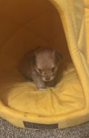 Adorable puppies for sale!