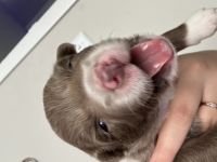 Pomsky Puppies for sale in Portsmouth, VA, USA. price: $2,000