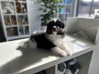 Pomsky Puppies for sale in Greenville, MI 48838, USA. price: $850