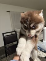Pomsky Puppies for sale in 2150 Tamiami Trl Unit 22-24, Port Charlotte, FL 33948, USA. price: $2,000