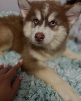 Pomsky Puppies for sale in Queens Village, Queens, NY, USA. price: $2,500