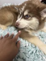 Loving Pomsky Pluto