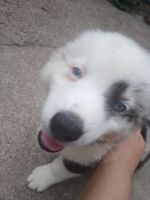 Pomsky Puppies for sale in Queens Village, Queens, NY, USA. price: $2,500
