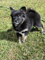 Pomsky Puppies for sale in Brooklyn, CT 06234, USA. price: $1,400