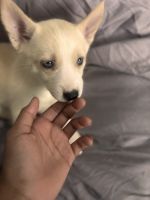 Pomsky Puppies for sale in New York, NY, USA. price: $1,000