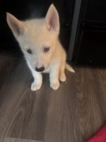 Pomsky Puppies for sale in New York, NY, USA. price: $1,000