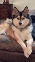 Pomsky Puppies for sale in Indianapolis, IN, USA. price: $500
