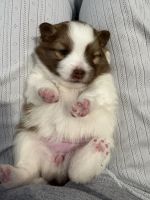 Pomsky puppies