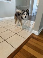Pomsky Puppy for Sale – Champion Bloodline (8 Months Old)