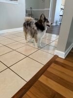 Pomsky Puppy for Sale – Champion Bloodline (8 Months Old)