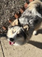 Pomsky Puppy for Sale – Champion Bloodline (8 Months Old)