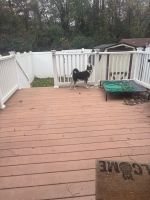 Bella; Pomsky for sale for free