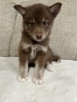 Pomsky Puppies for sale in Melvin, MI 48454, USA. price: NA