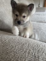 Pomsky Puppies for sale in Melvin, MI 48454, USA. price: $700