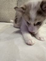 Pomsky Puppies for sale in Melvin, MI 48454, USA. price: $700