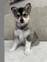 Pomsky Puppies for sale in Melvin, MI 48454, USA. price: $700