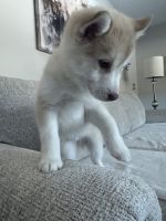 Pomsky Puppies for sale in Melvin, MI 48454, USA. price: $650