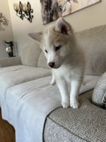 Pomsky Puppies for sale in Melvin, MI 48454, USA. price: $650