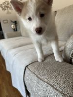 Jade -The Passionate Shepard