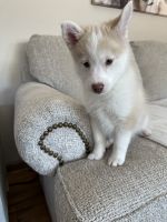 Jade -The Passionate Shepard