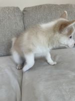 Jade -The Passionate Shepard