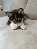 Pomsky Puppies for sale in Melvin, MI 48454, USA. price: $700