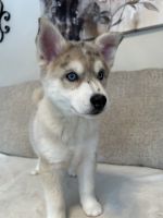 Pomsky Puppies for sale in Melvin, MI 48454, USA. price: $700