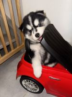 PomskyChiotsà vendre dans Nîmes, France. Prix: 1,700 EUR