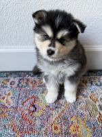 Pomsky Puppies for sale in Santa Rosa, CA, USA. price: $1,500