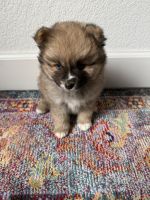 Pomsky Puppies for sale in Santa Rosa, CA, USA. price: $1,500