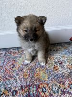 Pomsky Puppies for sale in Santa Rosa, CA, USA. price: $1,000