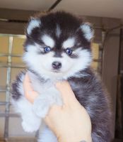 Pomsky-Welpe zur Adoption