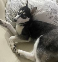 Pomsky Puppies for sale in Choa Chu Kang, Singapore. price: $1,800