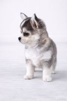 Pomsky Puppies for sale in Munich, Germany. price: 1,000 EUR