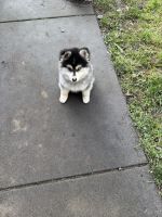 Pomsky Puppies for sale in Santa Rosa, CA, USA. price: $1,000