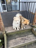 Pomsky Puppies for sale in Santa Rosa, CA, USA. price: $1,000