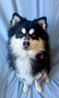 Pomsky Puppies for sale in Nashua, NH, USA. price: $300