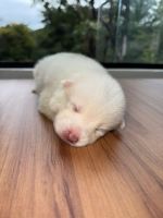 PomskyFilhotesà venda em Belo Horizonte, MG, Brasil. Preço: 7,000 BRL