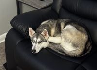 Pomsky Puppies for sale in Baltimore, MD 21218, USA. price: $400