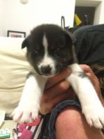 Pomsky Puppies for sale in Mississauga, ON, Canada. price: $698