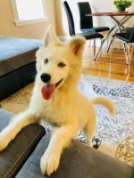 Beautiful male Pomsky