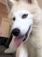 Beautiful male Pomsky