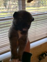 Beautiful 2nd gen pomsky