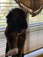 Beautiful 2nd gen pomsky