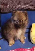 Female Pomsky wolf sable with blue eyes