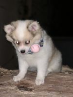 Rare Blue eyed tricolor fur Pomsky