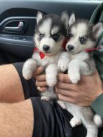 Adorable Pomsky Puppies