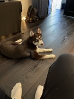 I need to find a new owner for my puppy “Kiko”