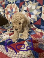 5 week old male standard poodle